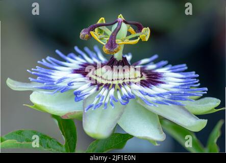 Passflora. Il passionflower corona blu o blu. Fuoco selettivo sulle parti dell'ovaio del fiore, stigma, stile e antera. Foto Stock