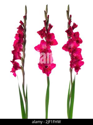 Fiore rosa gladiolus isolato su sfondo bianco. Bella estate fiori Foto Stock