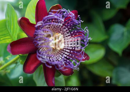 Fiore della passione con petali rossi, passiflora alata Foto Stock