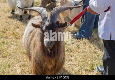 Marrone capra a capelli lunghi con le corna enormi che sono condotte su un cavo rosso ad uno spettacolo della contea Foto Stock