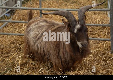 Marrone capra a capelli lunghi con le corna magnifiche in una penna circondata da biancheria da letto di paglia Foto Stock