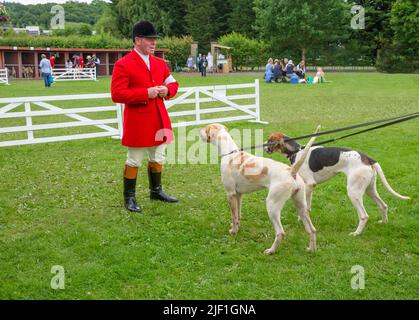 Harrogate, North Yorkshire, Regno Unito. Luglio 14 2021. Huntsman vestito di cappotto rosso, che si nutrono di due foxhounds al Great Yorkshire Show 2021. Foto Stock