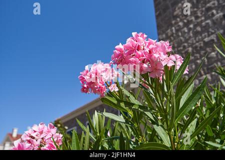 I fiori rosa dell'oleandro si avvicinano contro il cielo blu. Foto Stock