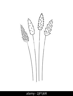 Cane germogli fiore. Bianco e nero con linea art. Illustrazione botanica disegnata a mano. Illustrazione Vettoriale