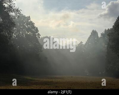 Pozzi atmosferici di luce solare debole filtrano attraverso foschia fumosa in woodlandglade di alberi decidui nella rurale Wiltshire, Inghilterra, Regno Unito Foto Stock