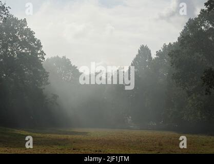 Pozzi atmosferici di luce solare debole filtrano attraverso foschia fumosa in woodlandglade di alberi decidui nella rurale Wiltshire, Inghilterra, Regno Unito Foto Stock