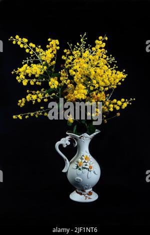 Bella fresca Golden Wattle (AKA Mount Morgan Wattle, Silver Wattle e Queensland Wattle) Acacia Podalyriifolia, in un decorativo vaso in ceramica bianca Foto Stock