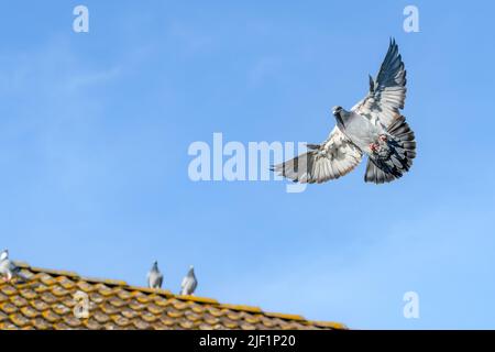 Bellissimo piccione volante con un cielo blu come sfondo Foto Stock