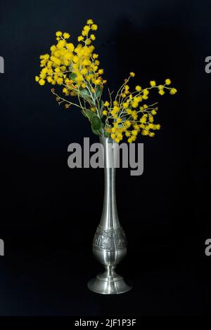 Bella fresca Golden Wattle (AKA Mount Morgan Wattle, Silver Wattle e Queensland Wattle) Acacia Podalyriifolia, in un decorativo vaso di peltro in argento Foto Stock