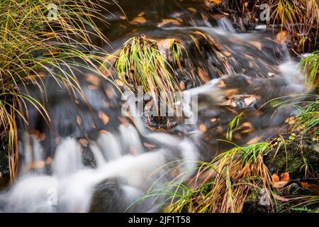 Acqua che scorre in un piccolo ruscello tra l'erba e le foglie cadute dell'autunno. Foto Stock