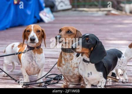 Tre simpatici dachshund pygmy avvistati su un podio di legno. Foto di alta qualità Foto Stock