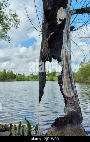 Dettaglio di un tronco bruciato di un salice impollarato dopo uno sciopero fulmineo Foto Stock