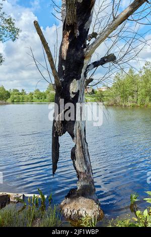 Dettaglio di un tronco bruciato di un salice impollarato dopo uno sciopero fulmineo Foto Stock