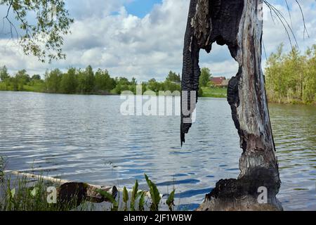 Dettaglio di un tronco bruciato di un salice impollarato dopo uno sciopero fulmineo Foto Stock