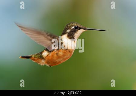 Woodstar a gola viola - femmina di colibrì di Calliphlox mitchellii, specie di filodice, trovato in Colombia, Ecuador e Panama, viola piccolo, viola bi Foto Stock