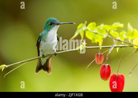 Smeraldo andino - Uranomitra franciae colibrì, uccello verde e bianco ritrovato al margine della foresta, boschi, giardini e macchia nelle Ande della Colombia, in ecu Foto Stock