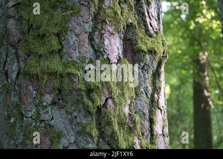 Muschio su una corteccia del pino. La struttura della corteccia del tronco di pino vecchio e Mosy in una scena ravvicinata in una foresta estiva. Bel campione degli elementi naturali des Foto Stock