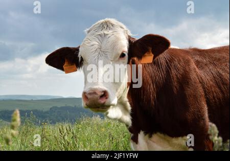 Mucca di Montbeliard in una mandria di mucche nel verde pascolo di montagna. Foto Stock