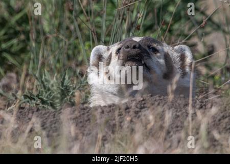 Un tasso americano (Taxidea taxus) in Point Reyes National Seashore nella contea di Marin, California, USA. Foto Stock