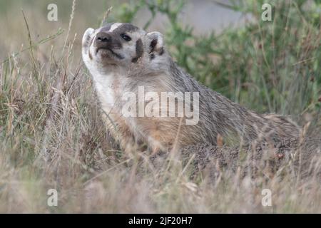 Un tasso americano (Taxidea taxus) in Point Reyes National Seashore nella contea di Marin, California, USA. Foto Stock