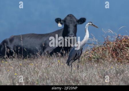 Mucca e grande airone blu (Ardea herodias) in Point Reyes National Seashore in California. Foto Stock