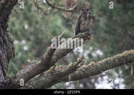 Un gufo corno grande (Bubo virginianus) arroccato in una foresta al crepuscolo in Point Reyes National Seashore in California, USA. Foto Stock