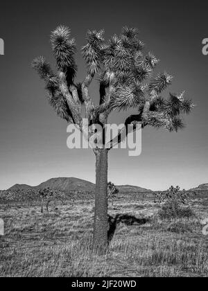 Un'immagine verticale in scala di grigi di un albero di Giosuè su un deserto in California Foto Stock