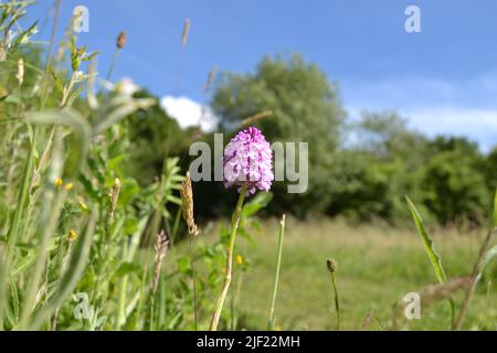 Orchidea piramidale in un prato sul bordo di Meenfield Wood, Darent Valley, vicino a Shoreham e Otford, Kent, in North Downs, Inghilterra sud-orientale, Regno Unito Foto Stock