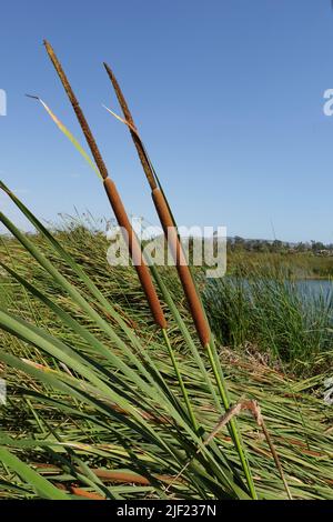 Cattails e canne comuni che crescono in palude. Foto Stock