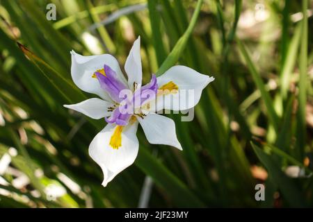 Primo piano del singolo fiore bianco africano dell'iride Foto Stock