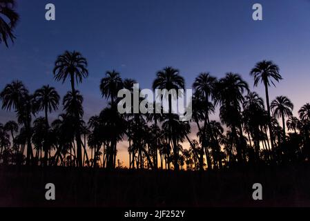 Le sagome delle palme di Butia yatay al tramonto, il paesaggio rurale di Entre Rios, Argentina. Concetti: Turismo rurale, viaggi natura, divertimento degli spazi aperti e Foto Stock