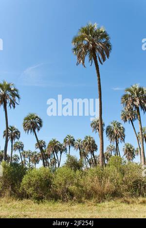 Parco Nazionale di El Palmar, in Entre Rios, Argentina, un'area protetta dove si trova l'endemica palma di Butia yatay. Concetti: Natura viaggio, piacere Foto Stock