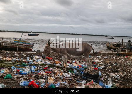 26 giugno 2022, Mombasa, Kenya: Un asino è visto in piedi in una discarica di rifiuti sulle rive dell'Oceano Indiano nella città vecchia di Lamu, un sito patrimonio dell'umanità dell'UNESCO. L'inquinamento da attività umane ha avuto un impatto negativo sugli oceani. Il presidente keniota Uhuru Kenyatta nel suo discorso durante la conferenza oceanica in corso a Lisbona, il Portogallo ha affermato che l'inquinamento plastico sta falciando e contaminando almeno 700 specie di vita marina e ha chiesto un'azione globale urgente per proteggere i nostri oceani. La Conferenza sull'Oceano è organizzata congiuntamente dai governi del Portogallo e del Kenya. (Credit Image: © James Wakibia/SOPA Images Foto Stock