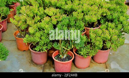 Bella crassula rara ovata gollum Finger Jade pianta da un giardino vivaio. Pianta ornamentale e decorativa interna. Foto Stock