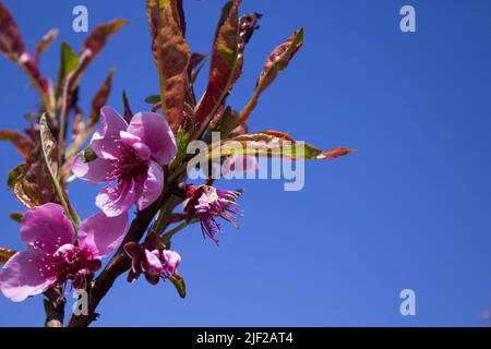 Immagine dei fiori di un albero di pesca durante la primavera e l'impollinazione delle api Foto Stock