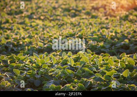 Campo di soia al sole della sera. I gambi verdi di soia sono illuminati dal bagliore arancione del sole serale. Messa a fuoco selettiva. Foto Stock