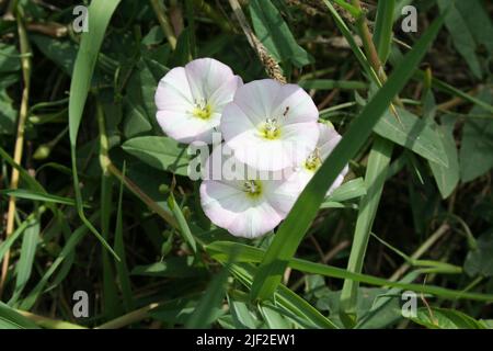 fiore selvaggio Foto Stock