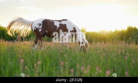 Un cavallo bruno spottato si sgrana in una radura nel Parco in estate. Un cavallo bruno spottato si sgrana in un prato al tramonto. Foto Stock