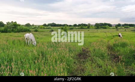 Due cavalli, bianchi e castani. Due cavalli, bianchi e marroni, pascolo in un prato estivo. Foto Stock