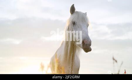 Ritratto di un bel cavallo di castagno illuminato dai raggi del sole che tramonta la sera. Vita equestre. Equitazione. Bellissimo bianco Foto Stock