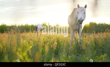 Ritratto di un bel cavallo di castagno illuminato dai raggi del sole che tramonta la sera. Vita equestre. Equitazione. Bellissimo bianco Foto Stock
