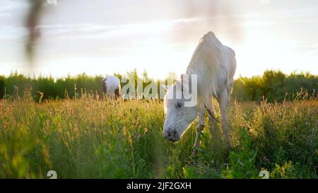 Due cavalli, bianchi e castani. Due cavalli, bianchi e marroni, pascolo in un prato estivo. Foto Stock