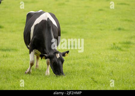 mucca bianca e nera che pascola su erba verde estate fresca Foto Stock