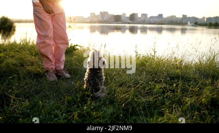 Yorkshire Terrier sull'erba. Yorkshire Terrier nel parco. Ritratto del cane. Un bel terrier dello Yorkshire si erge sulle sue gambe posteriori. Foto Stock