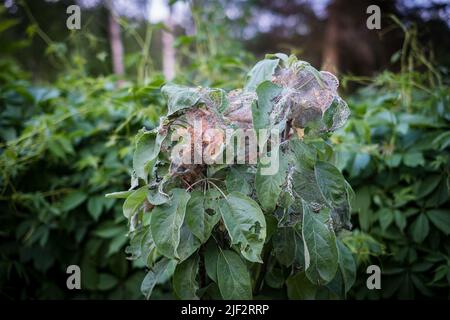 Ermine di mele o malinellus di Yponomeuta. I pilastri si riuniscono in nidi tessuti dalla rete su foglie di albero. Foto Stock