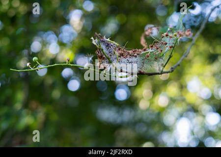 Ermine di ciliegio (Yponomeuta evonymodella). I pilastri si riuniscono in nidi tessuti dalla rete su foglie di albero. Foto Stock