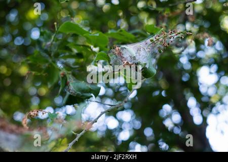 Ermine di ciliegio (Yponomeuta evonymodella). I pilastri si riuniscono in nidi tessuti dalla rete su foglie di albero. Foto Stock