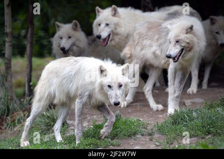 Olomouc, Repubblica Ceca. 29th giugno 2022. I lupi della baia di Hudson passano attraverso il loro recinto allo zoo cittadino di Olomouc. Lo zoo cittadino di Olomouc ha il primo safari per i lupi nella Repubblica Ceca. (Credit Image: © Slavek Ruta/ZUMA Press Wire) Foto Stock