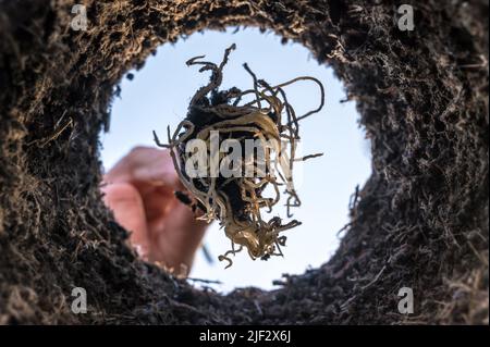 Piantando un taglio in un buco nel terreno da una prospettiva speciale Foto Stock