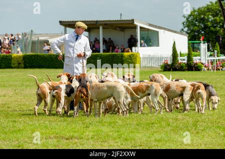 Harrogate, North Yorkshire, Regno Unito. Luglio 15, 2021. Pack di Foxhounds al Great Yorkshire Show di Harrogate, con operatore maschile vestito di allevamento bianco c Foto Stock